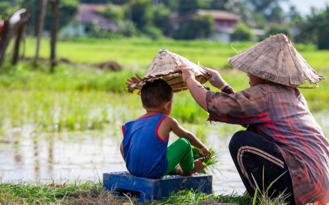Laos - praca w polu, rolinicy, zbiory ryżu (3).jpg